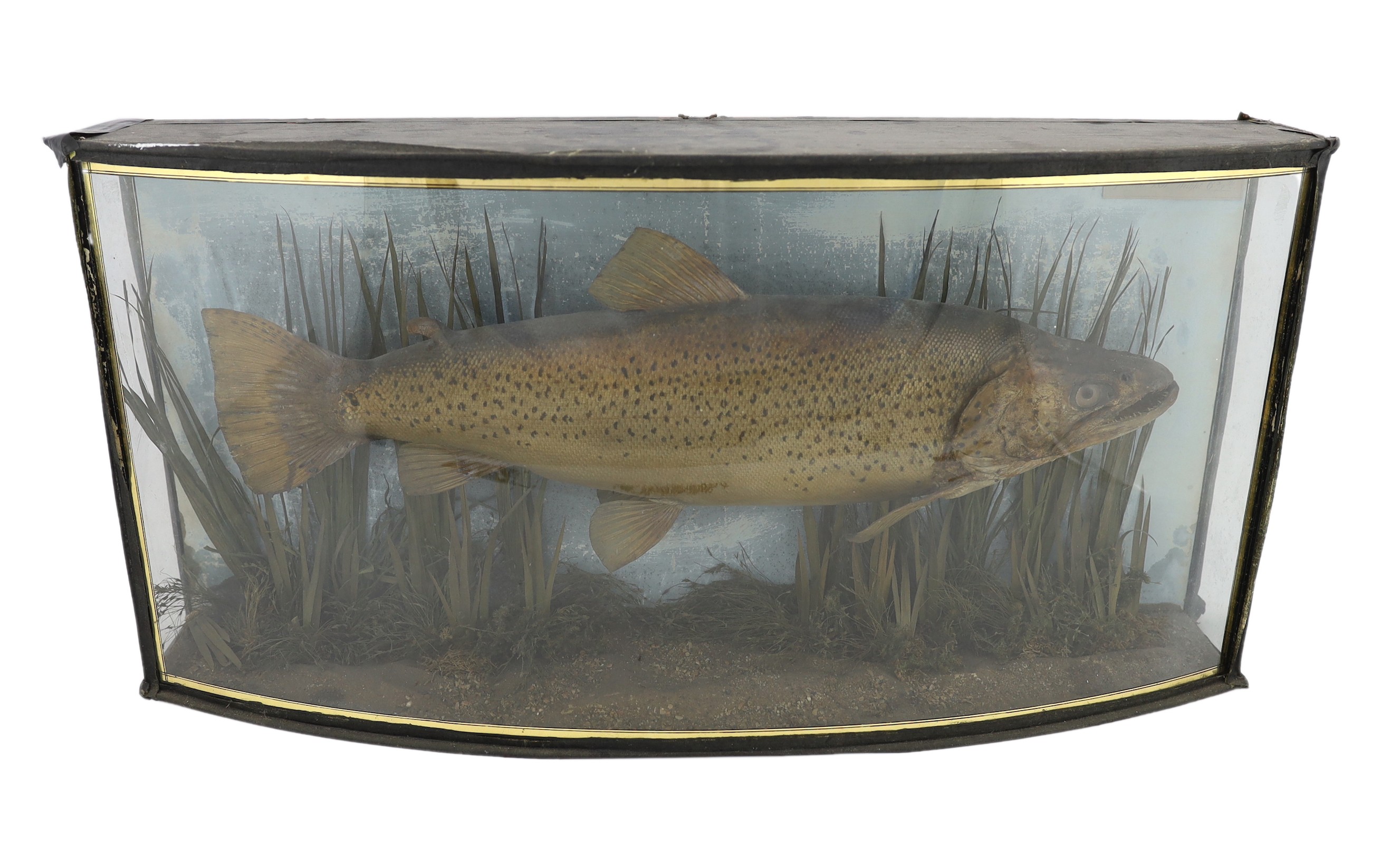 A late Victorian S.F. Sanders taxidermic Thames trout, taken at Boveney Weir, 7th June 1891, weight 6¾lbs, width 74cm, depth, 17cm, height 37cm